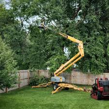 Best Tree Removal  in El Jon, CA