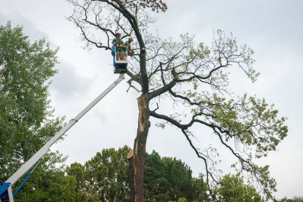 Best Commercial Tree Services  in El Jon, CA